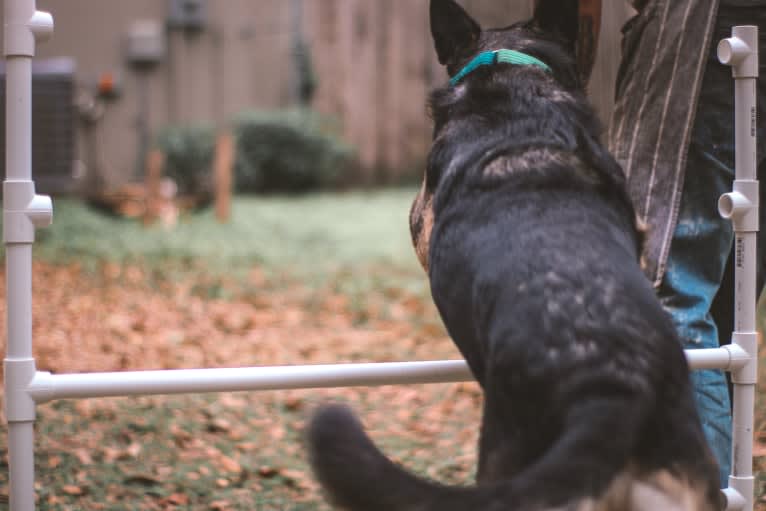 Myla, a German Shepherd Dog and Border Collie mix tested with EmbarkVet.com