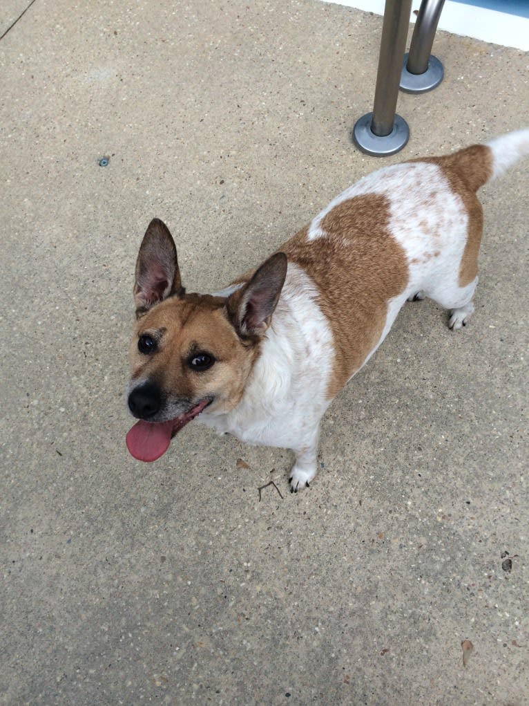 Sammy, an Australian Cattle Dog and Pug mix tested with EmbarkVet.com