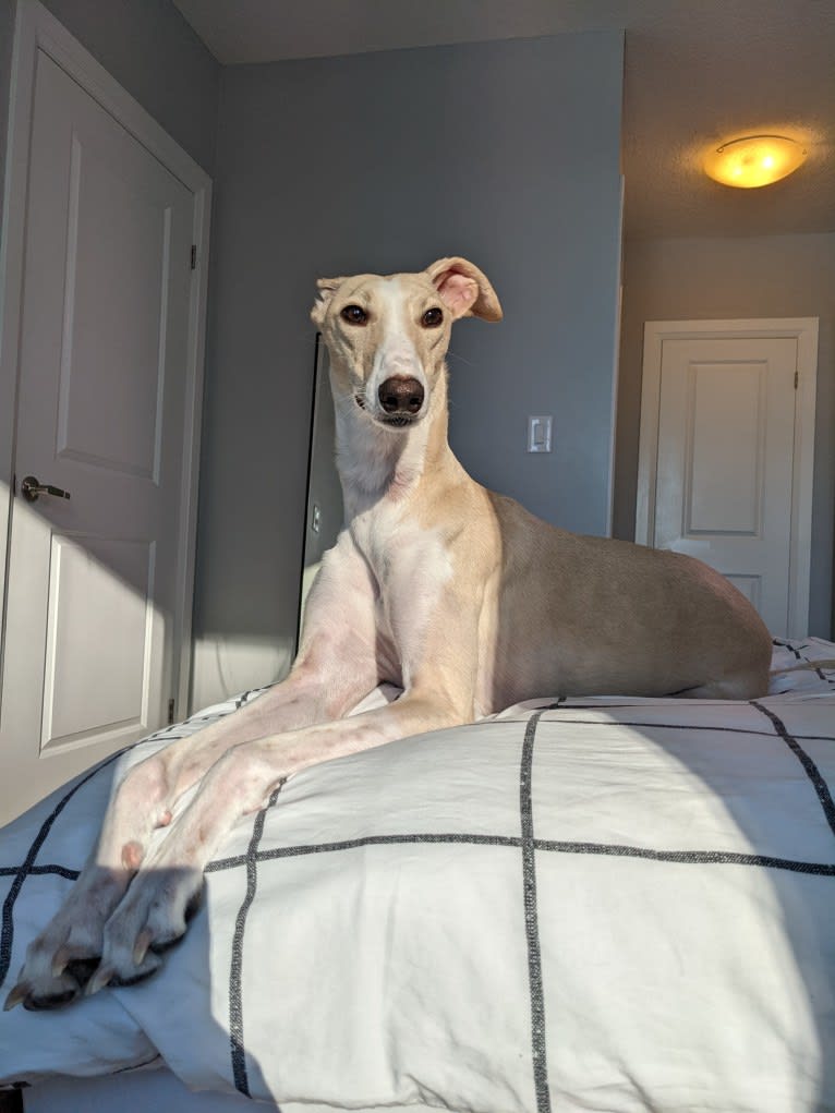 Archie, a Greyhound and Whippet mix tested with EmbarkVet.com