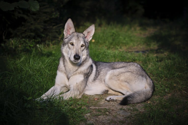 Nena Shadow de In fine mundi, a Saarloos Wolfdog tested with EmbarkVet.com