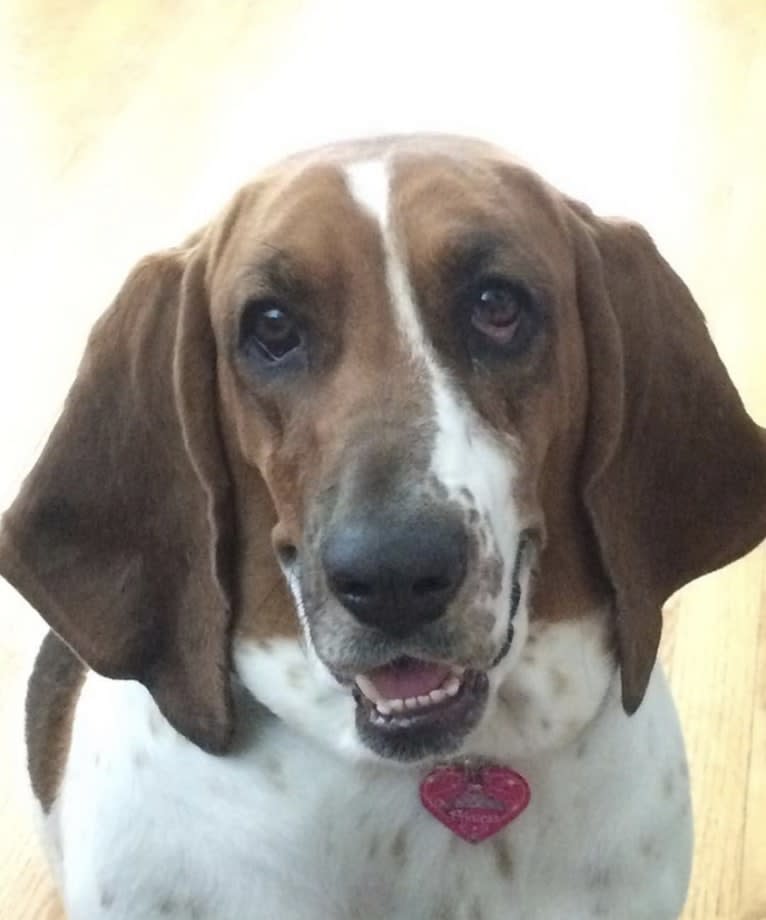 Leia, a Basset Hound tested with EmbarkVet.com