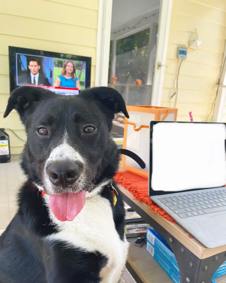 Marlowe Gandalf, a Siberian Husky and Australian Shepherd mix tested with EmbarkVet.com