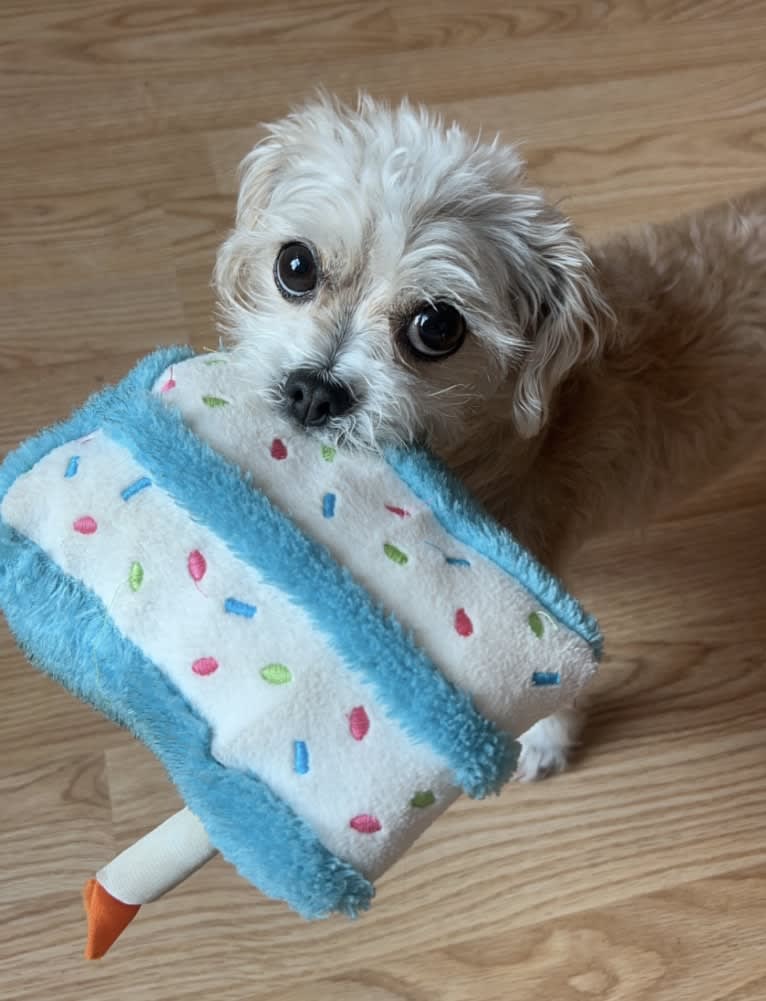 Cannoli, a Chihuahua and Lhasa Apso mix tested with EmbarkVet.com
