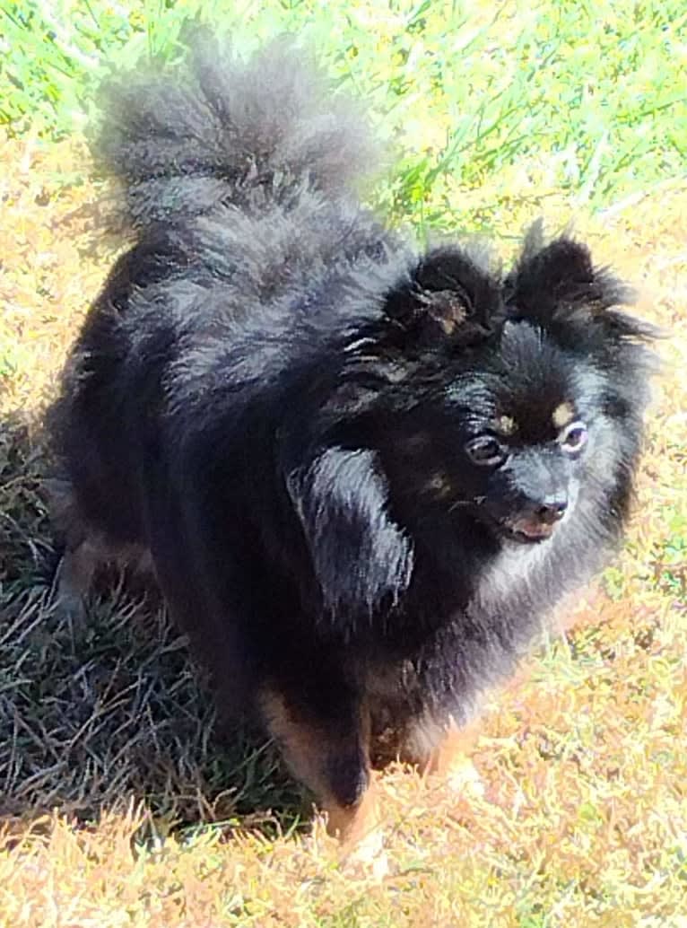 Bunny, a Pomeranian tested with EmbarkVet.com