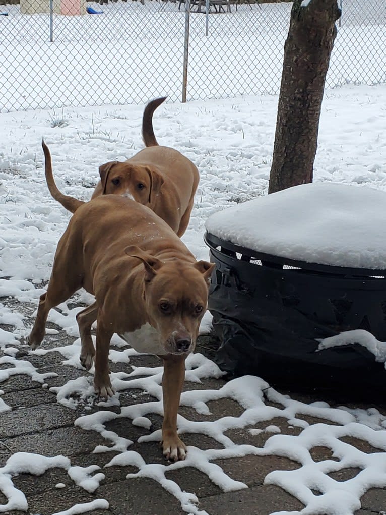 Buttercup, an American Pit Bull Terrier and Labrador Retriever mix tested with EmbarkVet.com