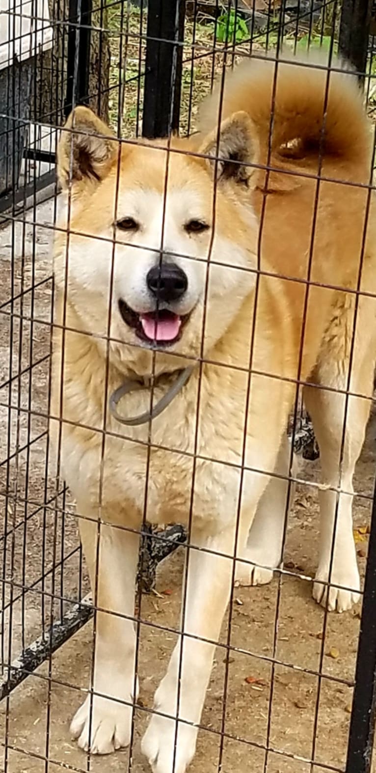 Panda, an Akita tested with EmbarkVet.com