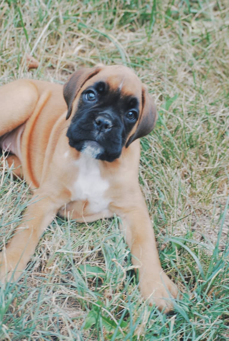 Max Caliber Soaring Royalty Sprinkles, a Boxer tested with EmbarkVet.com