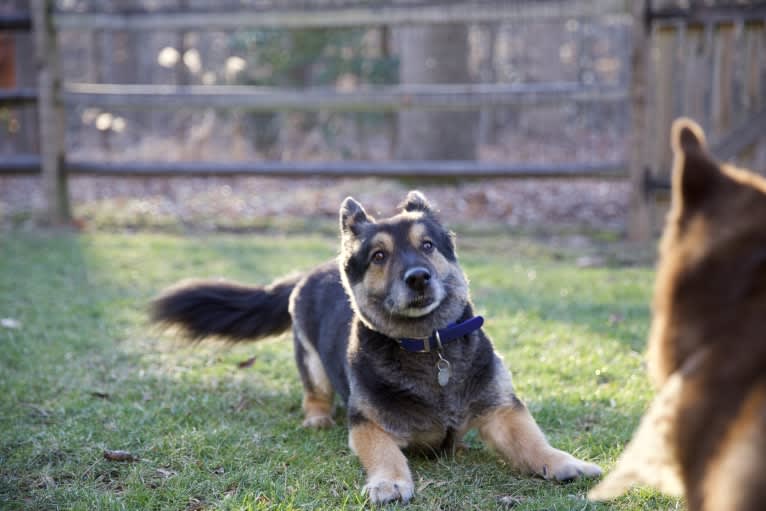 Simba, a German Shepherd Dog and Labrador Retriever mix tested with EmbarkVet.com