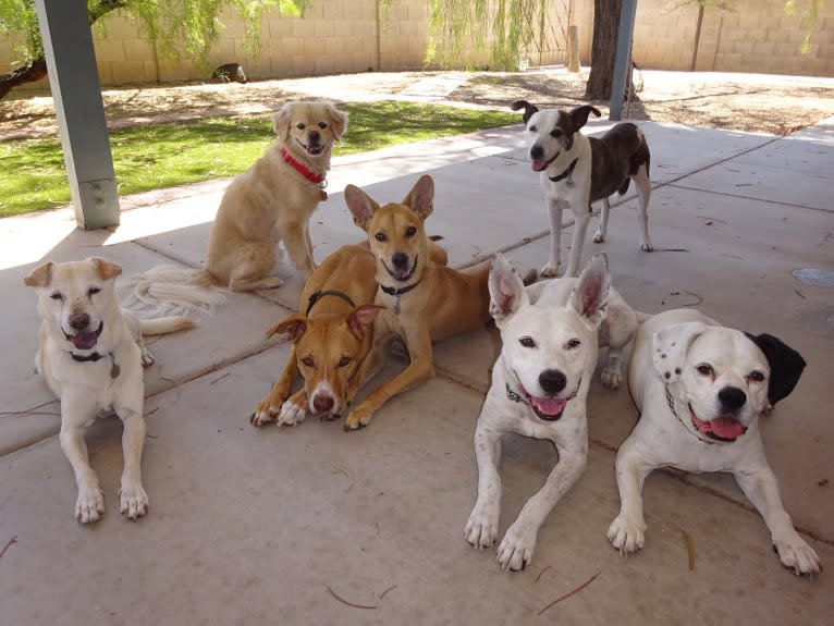 Bean, a Chow Chow and Chihuahua mix tested with EmbarkVet.com