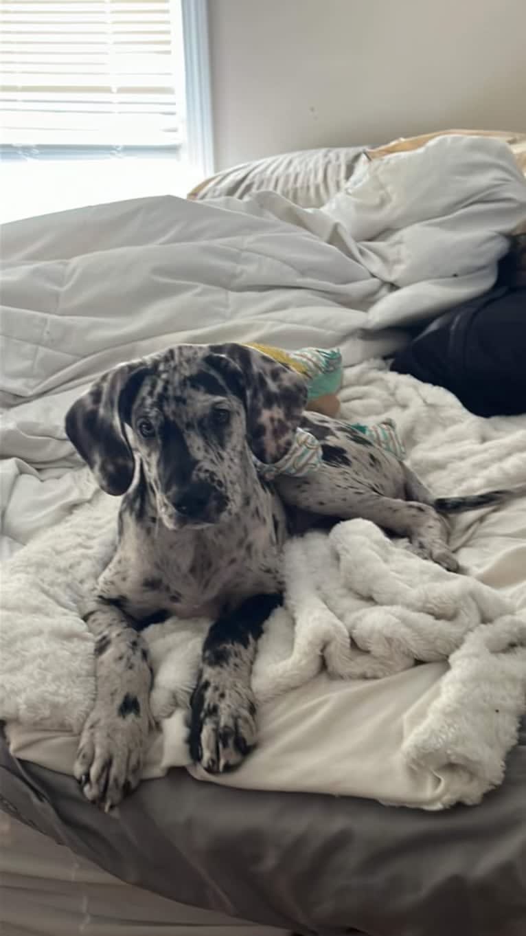 Dream Hunter, a Great Dane tested with EmbarkVet.com