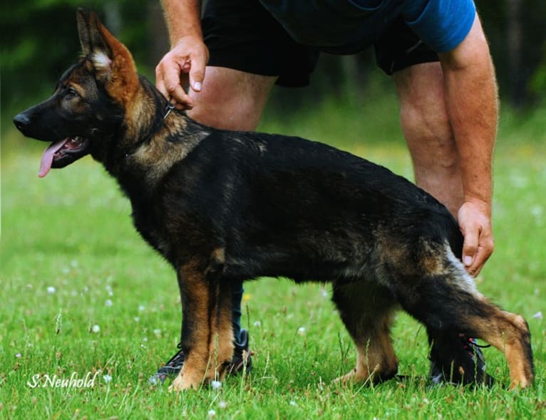 Goofy, a German Shepherd Dog tested with EmbarkVet.com