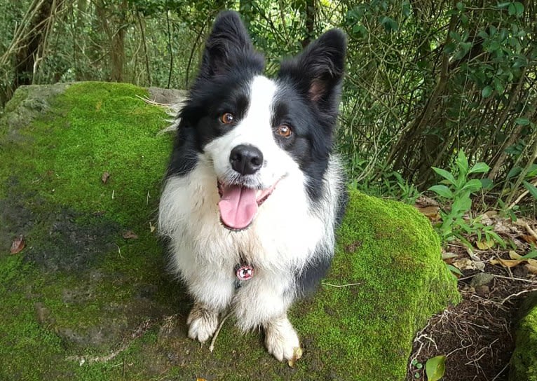 Kida, a Border Collie tested with EmbarkVet.com