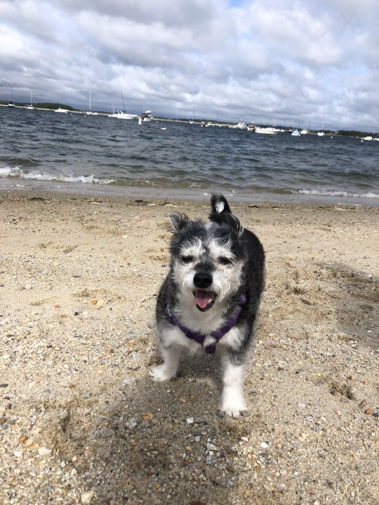 Max, a Bichon Frise and Chihuahua mix tested with EmbarkVet.com