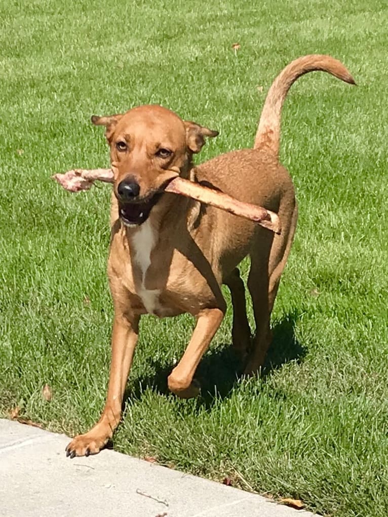 Bourbon, a Miniature/MAS-type Australian Shepherd and Mountain Cur mix tested with EmbarkVet.com