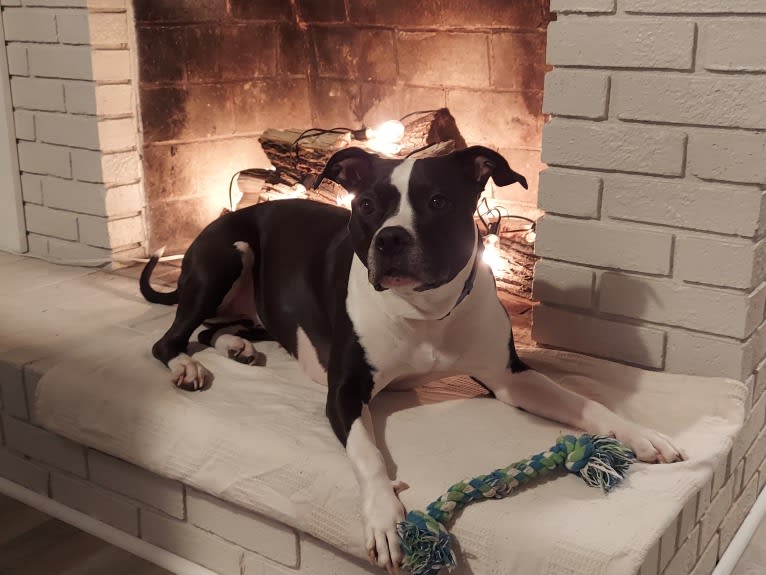 Dany, an American Pit Bull Terrier tested with EmbarkVet.com