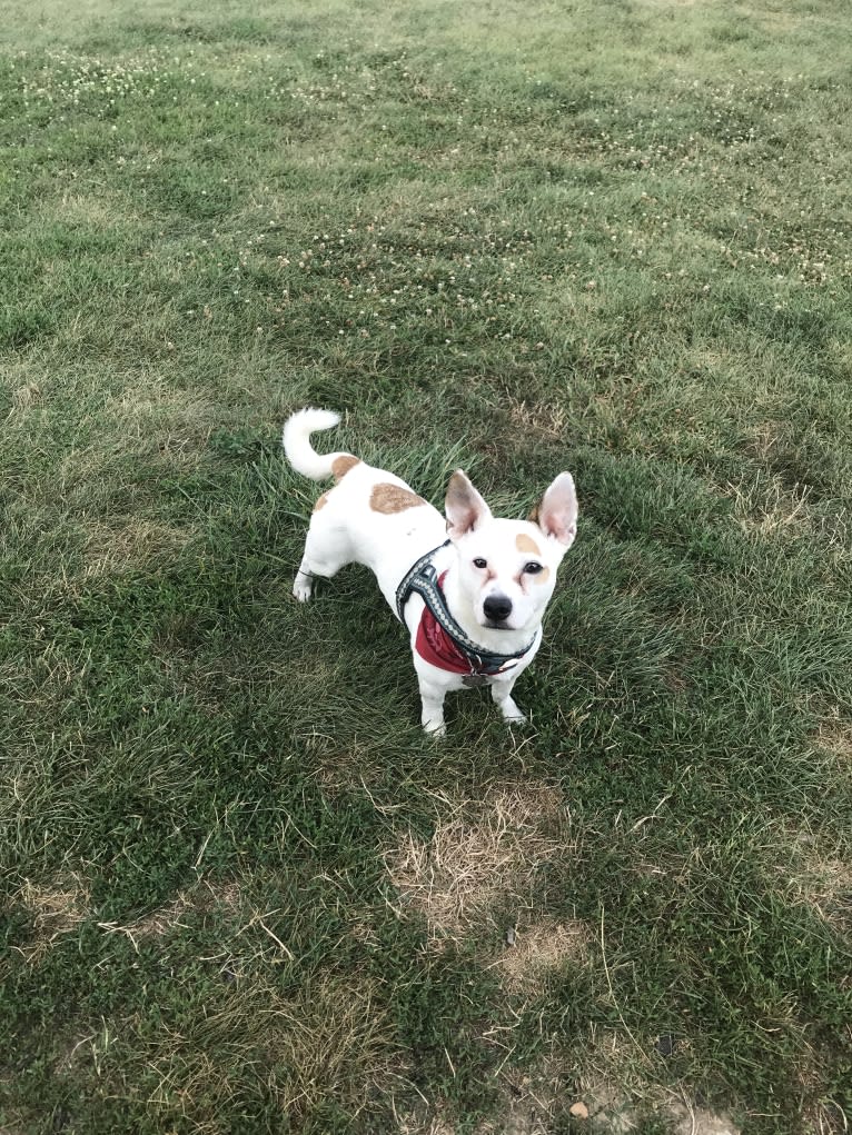 Linus, a Russell-type Terrier and American Pit Bull Terrier mix tested with EmbarkVet.com