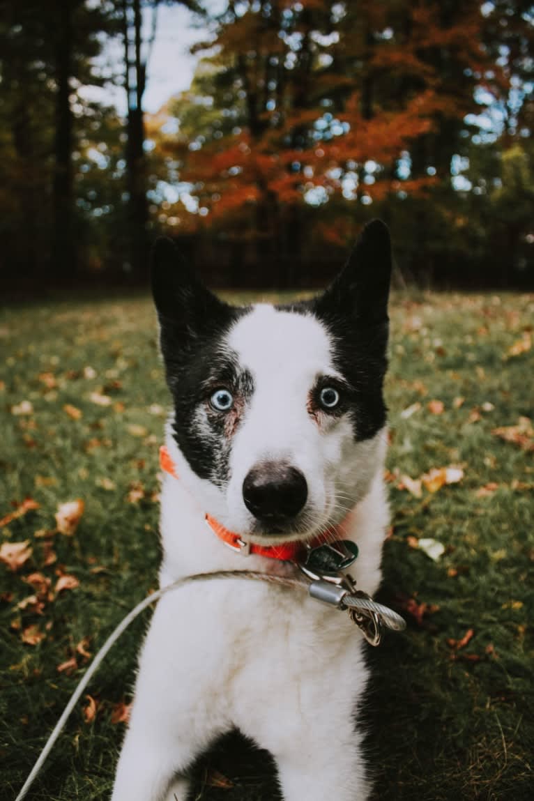 Eli, a Karelian Bear Dog tested with EmbarkVet.com