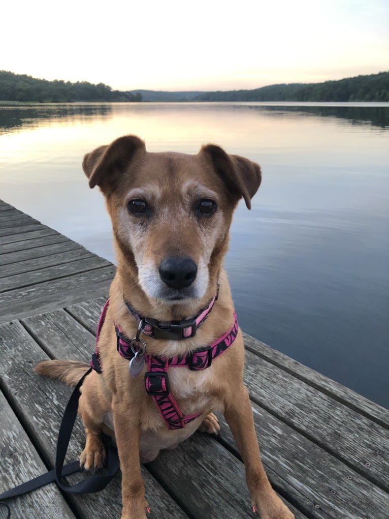 Riley, an Australian Cattle Dog and Labrador Retriever mix tested with EmbarkVet.com