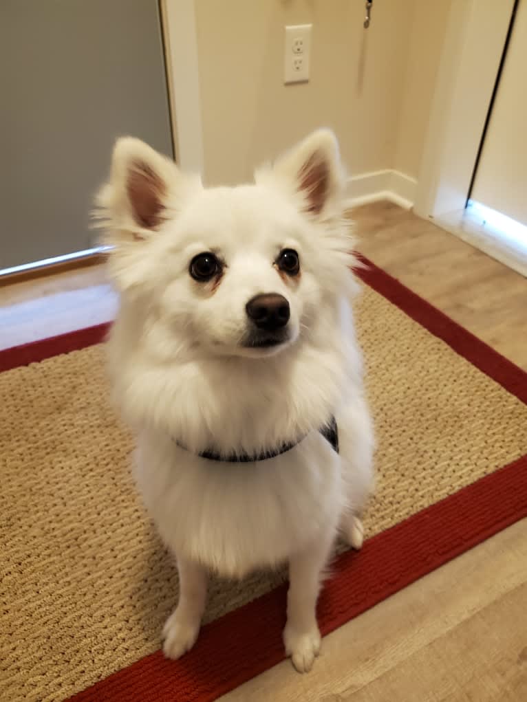 Lilly, an American Eskimo Dog tested with EmbarkVet.com