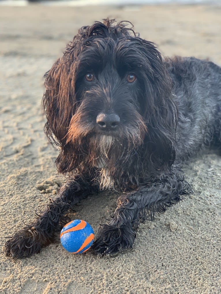 Radar, a Cocker Spaniel and American English Coonhound mix tested with EmbarkVet.com