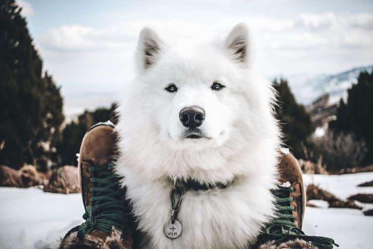 Atlas, a Samoyed tested with EmbarkVet.com