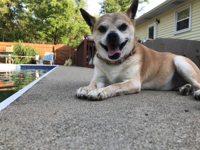 Frankie, a Chihuahua and Miniature Pinscher mix tested with EmbarkVet.com