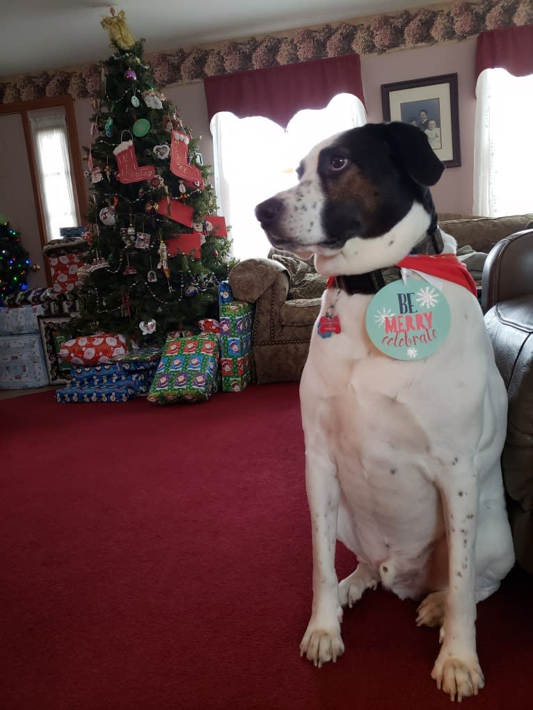 Dublin, an American Foxhound and Labrador Retriever mix tested with EmbarkVet.com