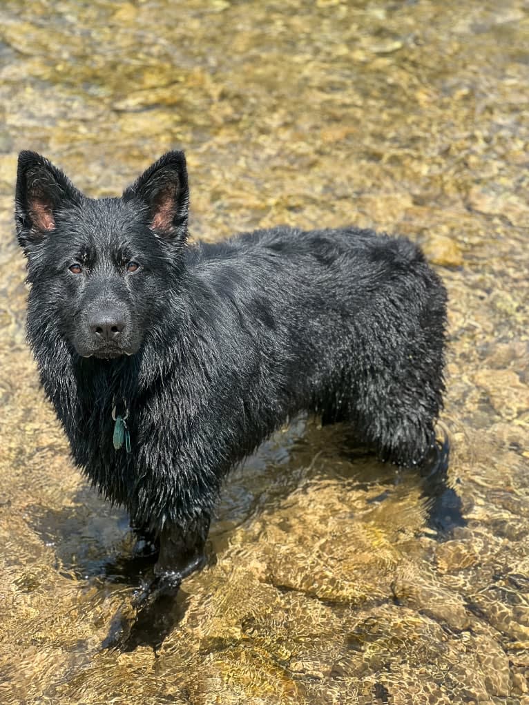 Valor Vom Hof Grebe, a German Shepherd Dog tested with EmbarkVet.com