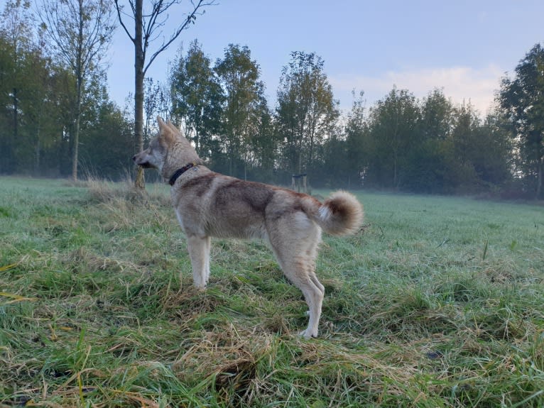 Indy (Roku), a Saarloos Wolfdog and Norwegian Elkhound mix tested with EmbarkVet.com