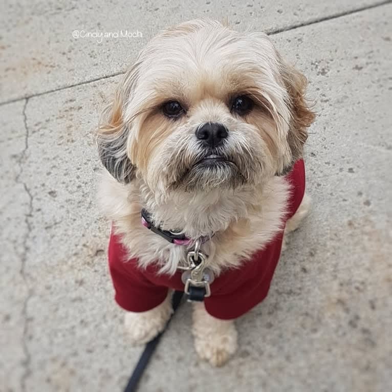 Mochi, a Shih Tzu and Poodle (Small) mix tested with EmbarkVet.com