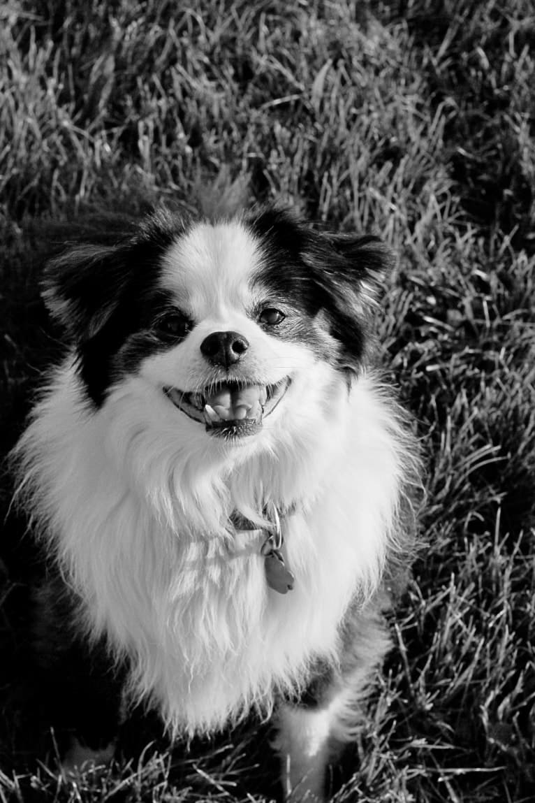 Bear, a Japanese Chin and Poodle (Small) mix tested with EmbarkVet.com