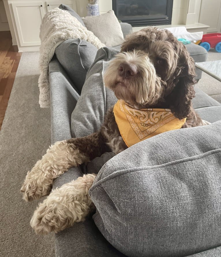 Bolo, an English Springer Spaniel and Poodle (Standard) mix tested with EmbarkVet.com