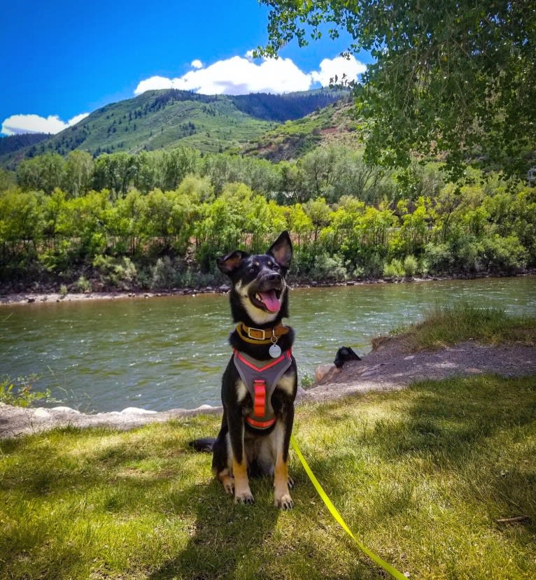 Remington, a Labrador Retriever and German Shepherd Dog mix tested with EmbarkVet.com