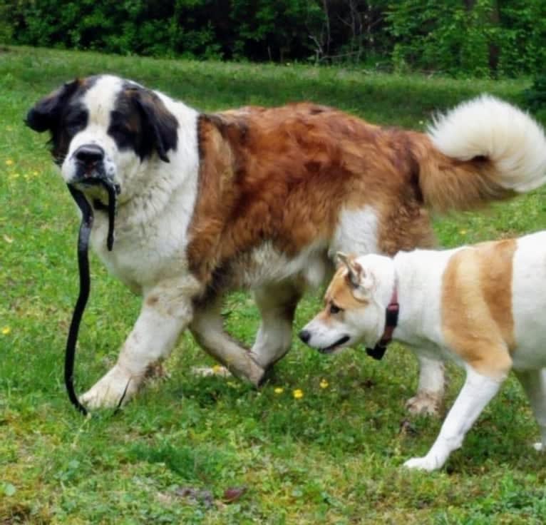 Thor, a Saint Bernard tested with EmbarkVet.com