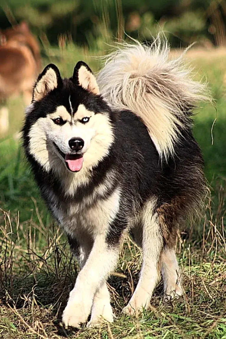 "NEO" NOVEL SIBERIAN'S SLEIGH RIDE, a Siberian Husky tested with EmbarkVet.com