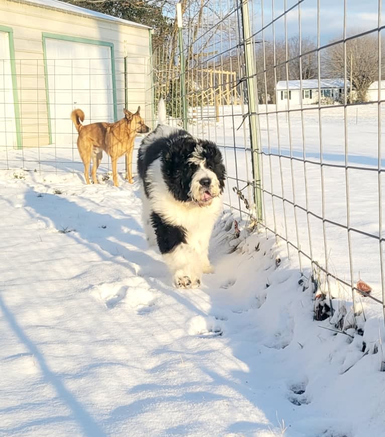 Harlan, a Poodle (Standard) and Saint Bernard mix tested with EmbarkVet.com