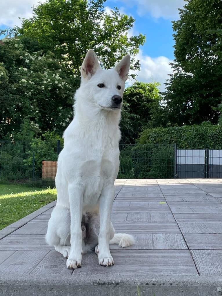 Mallow, a Canaan Dog tested with EmbarkVet.com