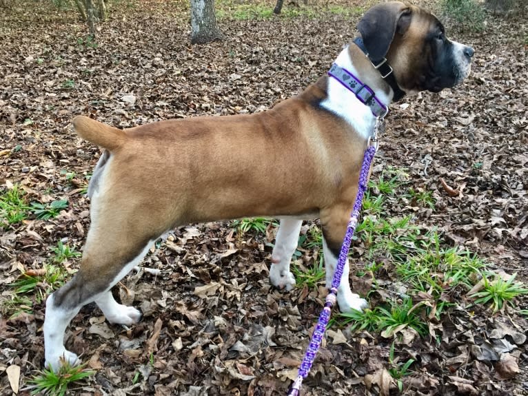 Ziva, a Boerboel tested with EmbarkVet.com