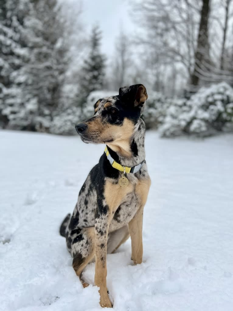 Zoey, a Labrador Retriever and German Shepherd Dog mix tested with EmbarkVet.com