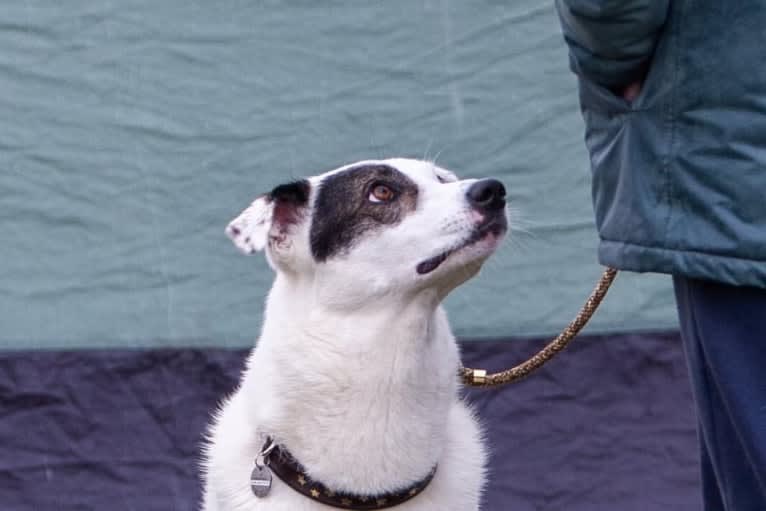 Roma, an European Village Dog tested with EmbarkVet.com