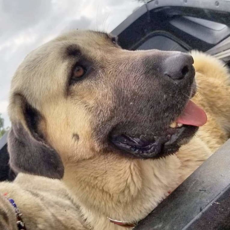 Ziva the Diva, an Anatolian Shepherd Dog tested with EmbarkVet.com