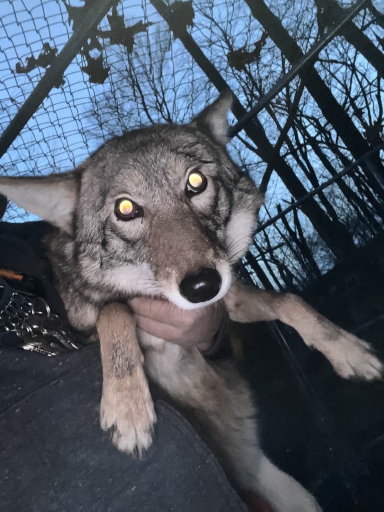 Seeress, a Coyote (6.5% unresolved) tested with EmbarkVet.com