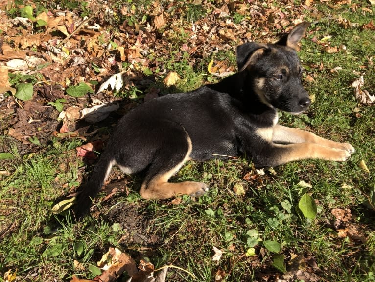 Roo, a Labrador Retriever and American Pit Bull Terrier mix tested with EmbarkVet.com