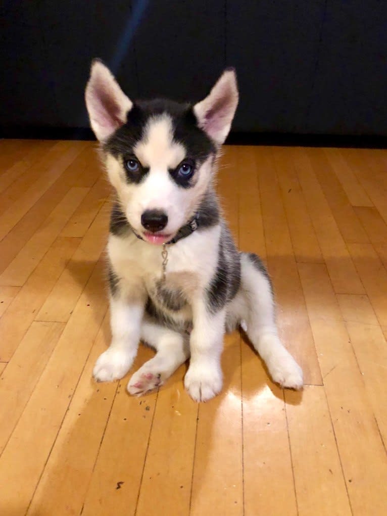 Rookie, a Siberian Husky tested with EmbarkVet.com