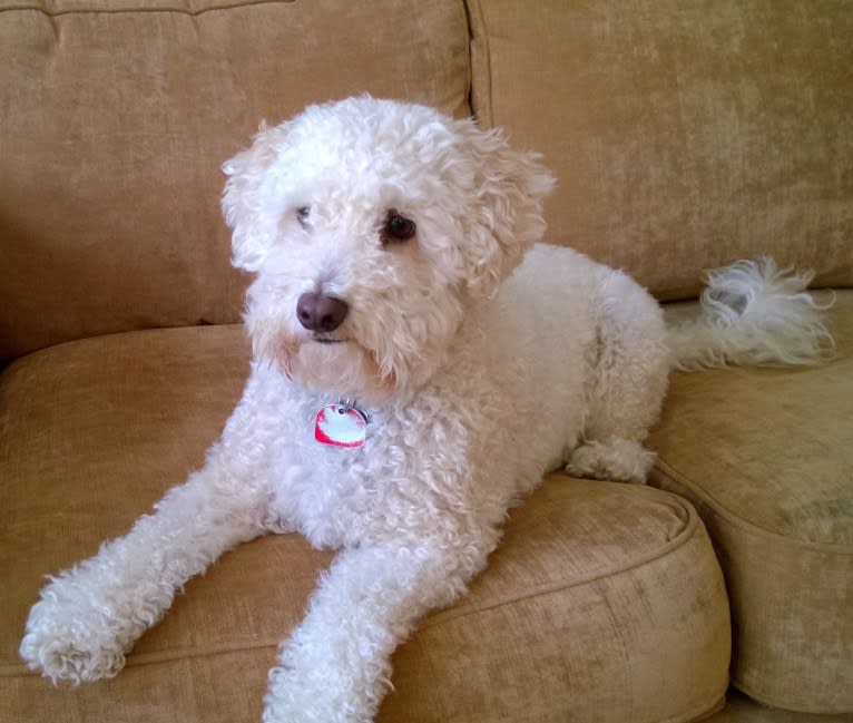 Cody, a Poodle (Small) and English Springer Spaniel mix tested with EmbarkVet.com