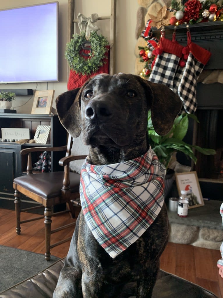 Maverick, a Mountain Cur tested with EmbarkVet.com