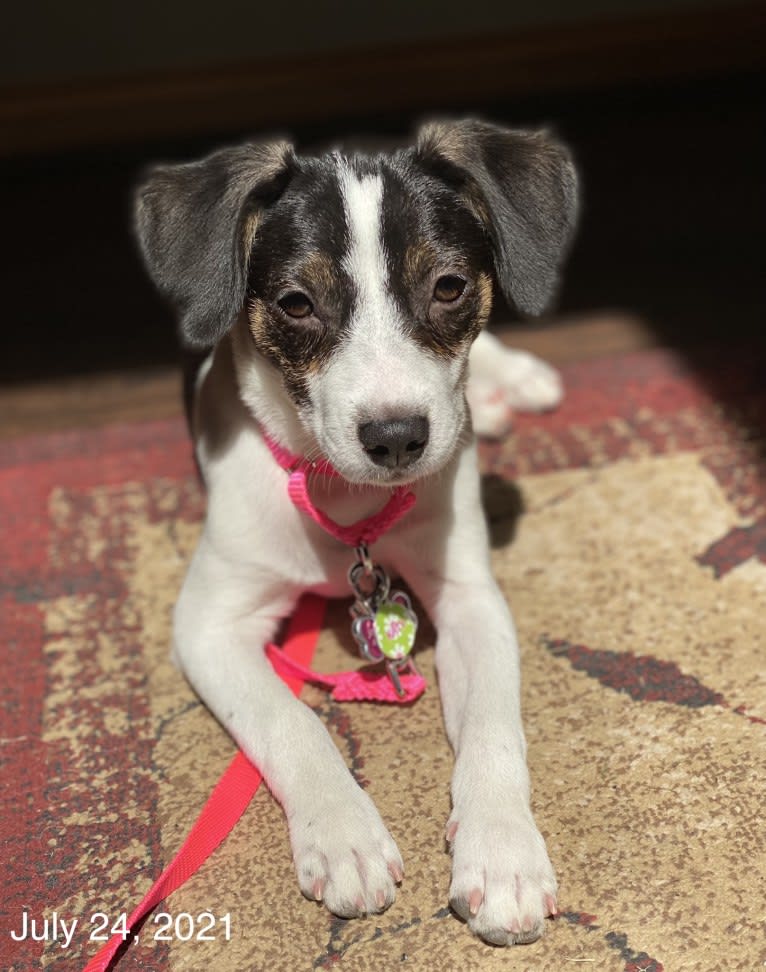 Katy, an Australian Cattle Dog and American Pit Bull Terrier mix tested with EmbarkVet.com