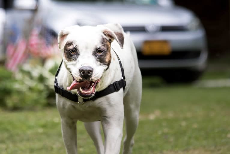 Aubin, an American Bulldog and Brittany mix tested with EmbarkVet.com
