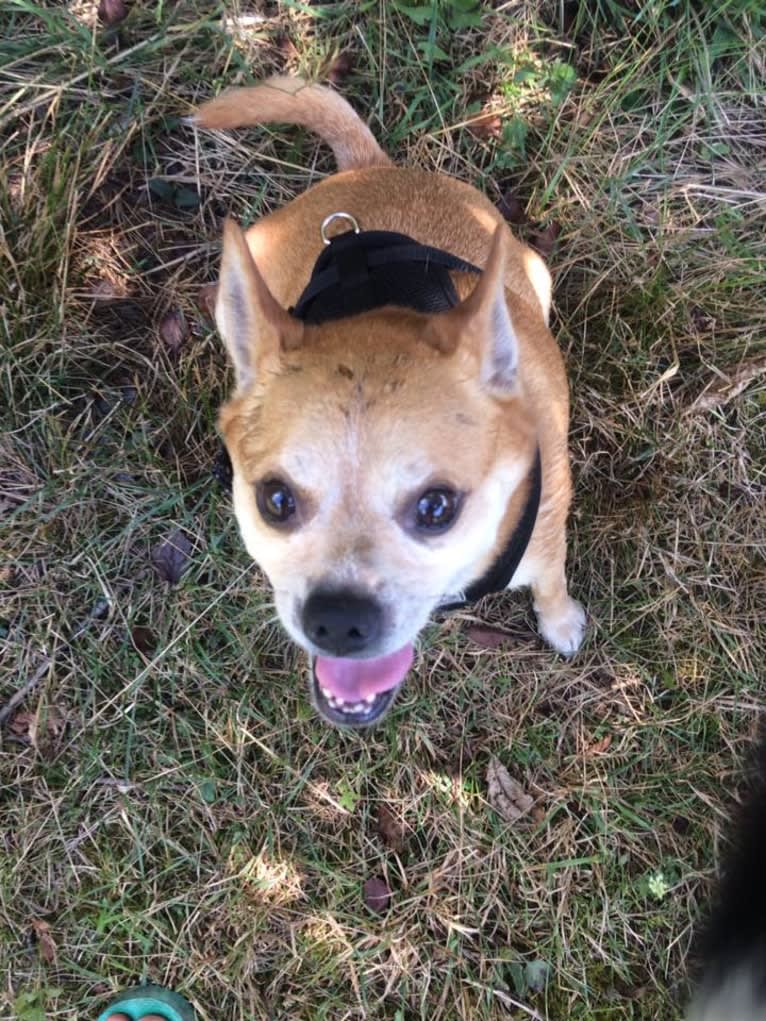 Frankie, a Chihuahua and Miniature Pinscher mix tested with EmbarkVet.com