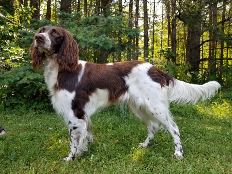 D'Arthémis Dalhia Dautray, a French Spaniel tested with EmbarkVet.com